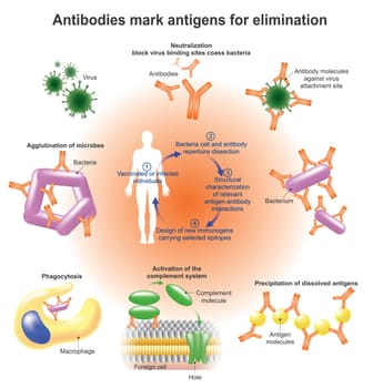 An antibody (Ab),also known as an immunoglobulin is a large, Y-shaped protein produced mainly by plasma cells that is used by the immune system to identify and neutralize pathogens such as bacteria and viruses.