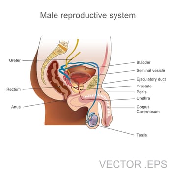 The male reproductive system consists of a number of sex organs that play a role in the process of human reproduction. Illustration vector.