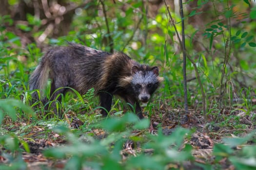 racoon dog in Danube Delta. Romania, Europe