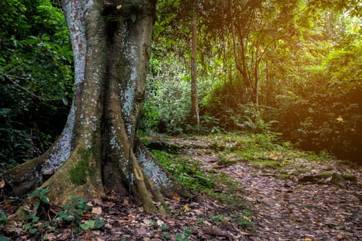 beautiful nature rain forest with  morning sunlight