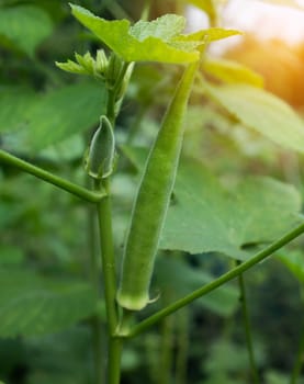young green okra is growing on  tree