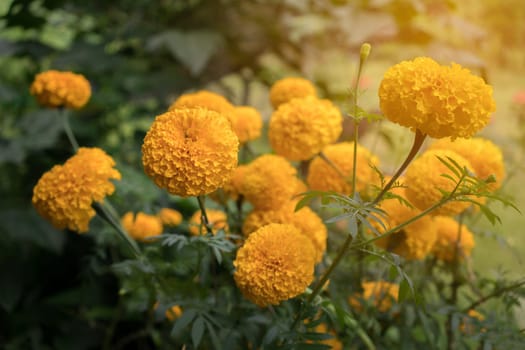 beautiful marigold flowers in the garden with sun light