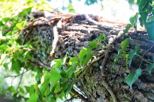 Tree trunk with high-growing ivy