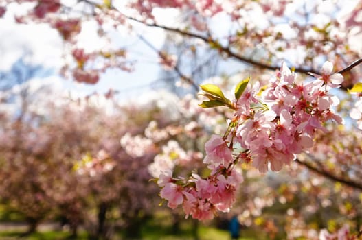 Cherry blossoms in spring