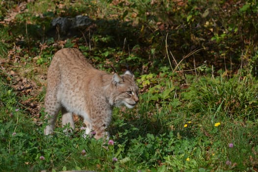 Lynx