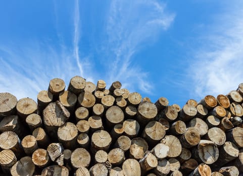 Large quantity of cut and stacked pine timber waiting to be transported, prepared for winter felled by the logging timber industry.