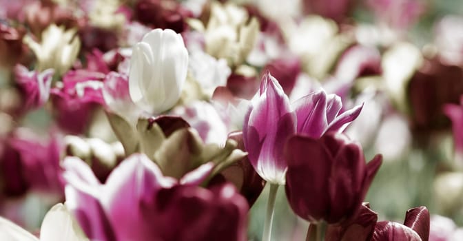 tulips pink pink pastel old white concept mourn melancholy