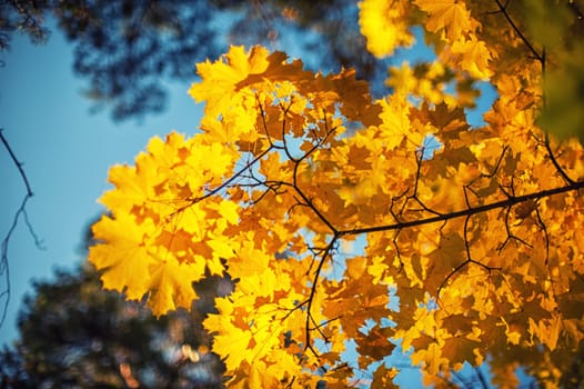 Autumn leaves, for background, very shallow dof