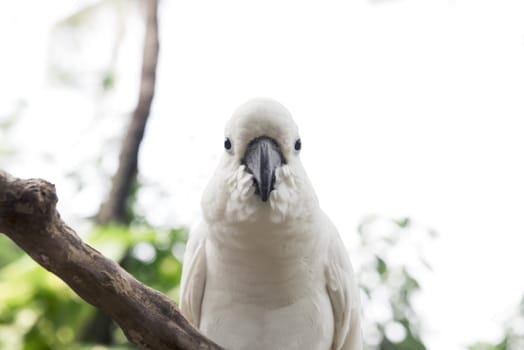 White cockatoo, Sulphur-crested Cockatoo (Cacatua galerita). One of the cockatoo species in Indonesia