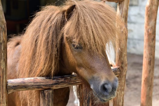Brown pony with funny hair on the horse stable
