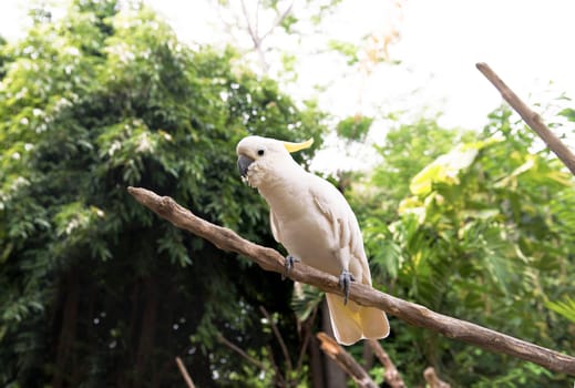 Sulphur-crested cockatoo (Cacatua galerita) sitting on tree branch in the zoo