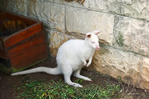 Image of white kangaroo albino on his cage