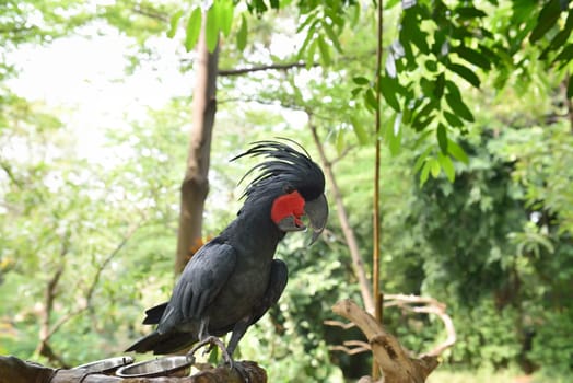 Black palm cockatoo (Probosciger aterrimus) perching on the branch. One of the cockatoo species in Indonesia