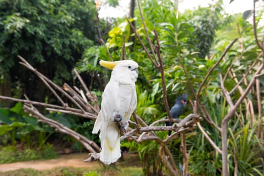 Sulphur-crested cockatoo (Cacatua galerita) and Palm cockatoo (Probosciger aterrimus) perching in one tree at zoo