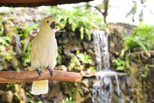 White cockatoo, Sulphur-crested Cockatoo (Cacatua galerita). One of the cockatoo species in Indonesia