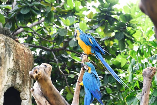 Beautiful Blue-and-yellow macaw (Ara ararauna). One of the macaws species in Indonesia