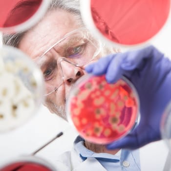Focused senior life science professional grafting bacteria in the pettri dishes. Lens focus on researchers pace. Through the glass view.