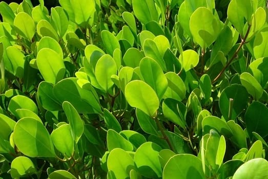 green fresh leafs,pure nature background