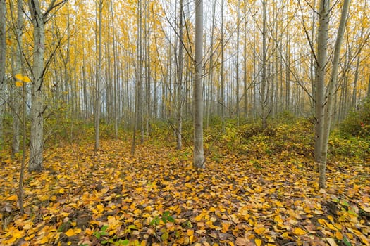 Poplar Tree Grove in Oregon during Fall season United States America