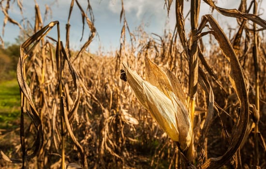 Corn cob on the stalk in the field. Ready for harvest.