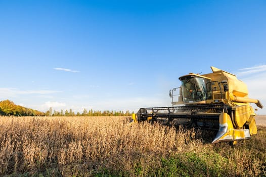 Harvesting of soybean field with combine harvester. Yellow thresher.