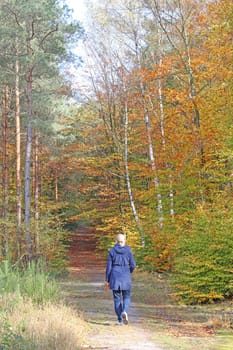 Forest walk in autumn