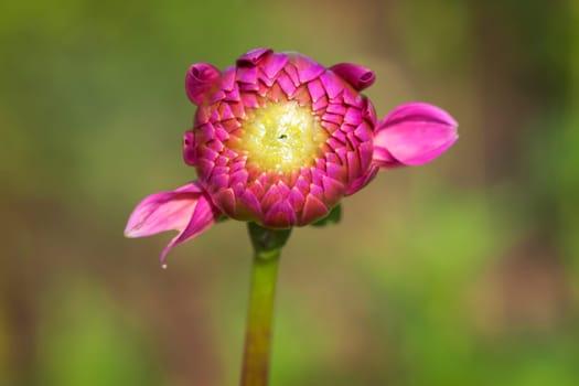 Dahlia - Dahlia - Macro image from the bud - Flower with ears