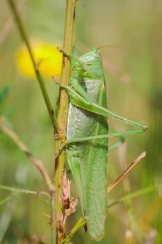 Green Hay Horse - Tettigonia viridissima in a macro shot