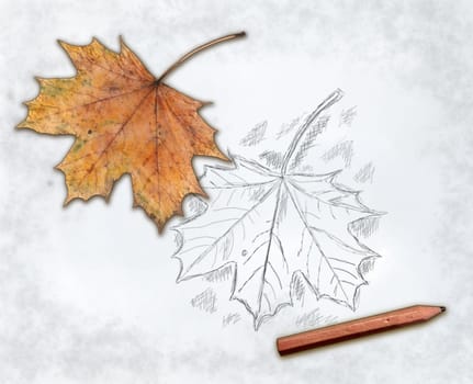 maple leaf and pencil on drawing