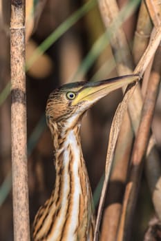 Squacco Heron (Ardeola ralloides) in Danube Delta, Romania