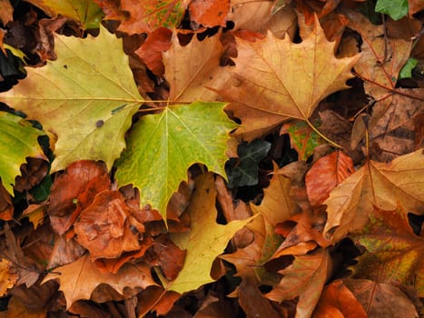 Autumn leaves using a s seasonal background, colorful fall texture