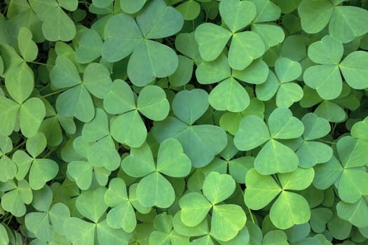 Oregon Wood Sorrel in the forest of Columbia River Gorge Closeup