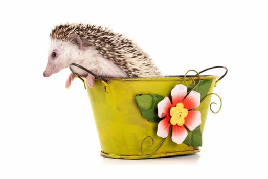 Cute hedgehog inside a vase isolated in white