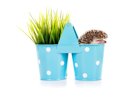 Cute hedgehog inside a vase isolated in white