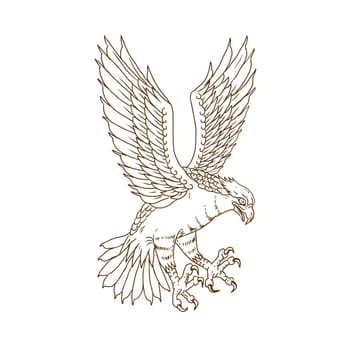 Drawing sketch style illustration of osprey, sea hawk, river hawk, or fish hawk  swooping down flying viewed from side on isolated background.