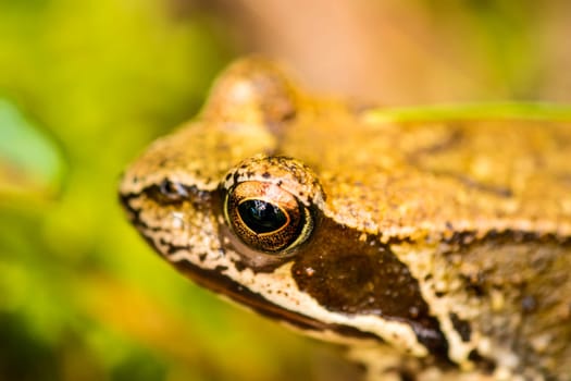 Jumping frog,Rana dalmatina,in a forest in Poland