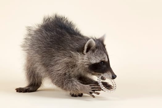 Masked predator checks prey,raccoon (Procyon lotor),young,age 4 months,captive