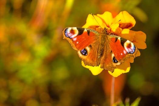 Peacock eye on student flower