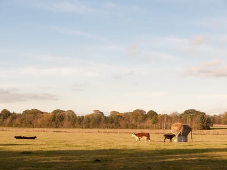 beautiful brown and black cows on green land pasture eating  essex  england  uk