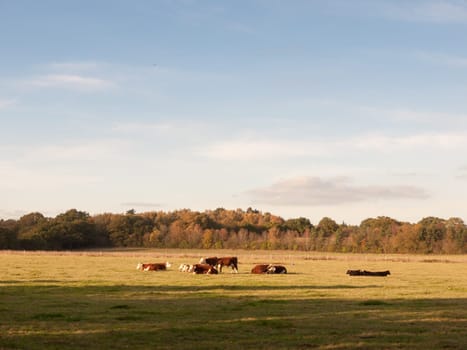 beautiful brown and black cows on green land pasture eating  essex  england  uk
