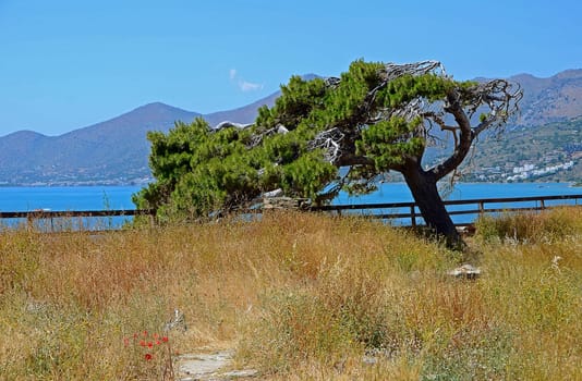 Pine in Crete