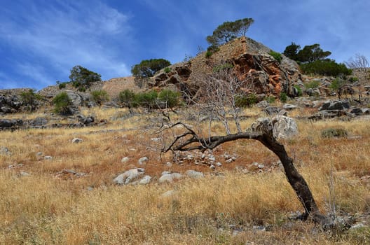 parched tree in Crete