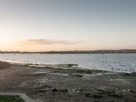 beautiful birds on salt marsh eseex plovers feeding landscape bay harbour beach coast  essex  england  uk