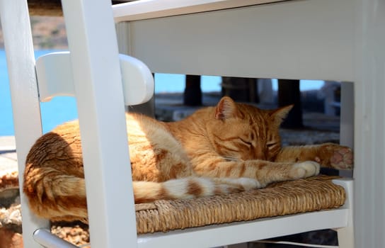 Cat sleeps on a chair