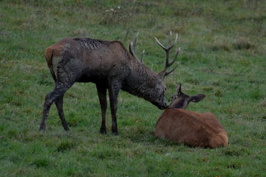 Stags