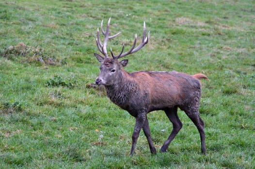 deer