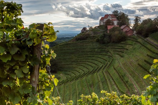 Staufenberg Castle in Durbach surrounded by vines in summer