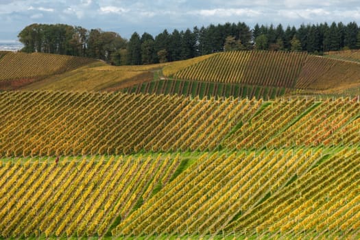 Vineyard landscape in autumn