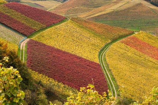 Vineyards in autumn