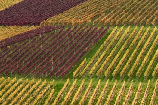 Vineyard landscape in autumn